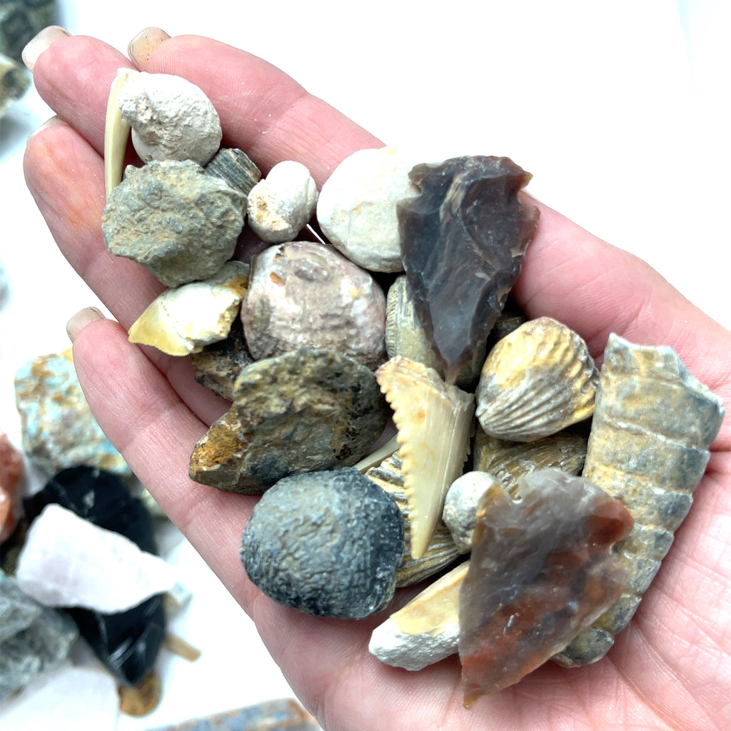 fossils, arrowheads, shark teeth found in a typical bucket