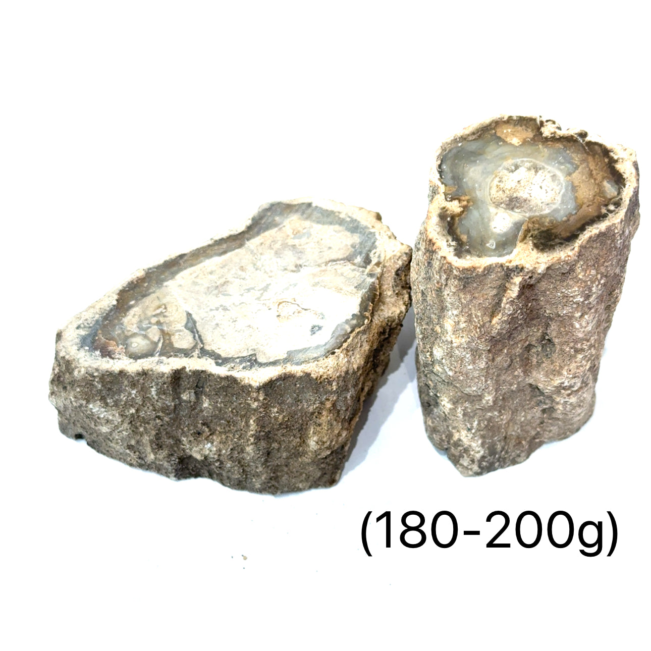Petrified Wood Raw Gemstone, collectors pieces