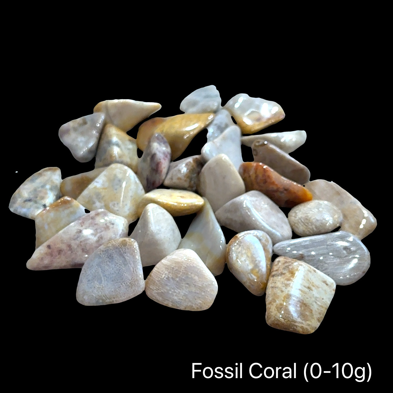 A collection of fossil coral on a black background with text indicating the weight range of (0-10g), front view.