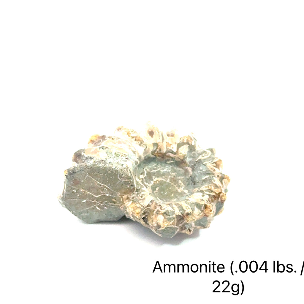 Ammonite Gemstone Tractor  .004lbs./22g on white center overview