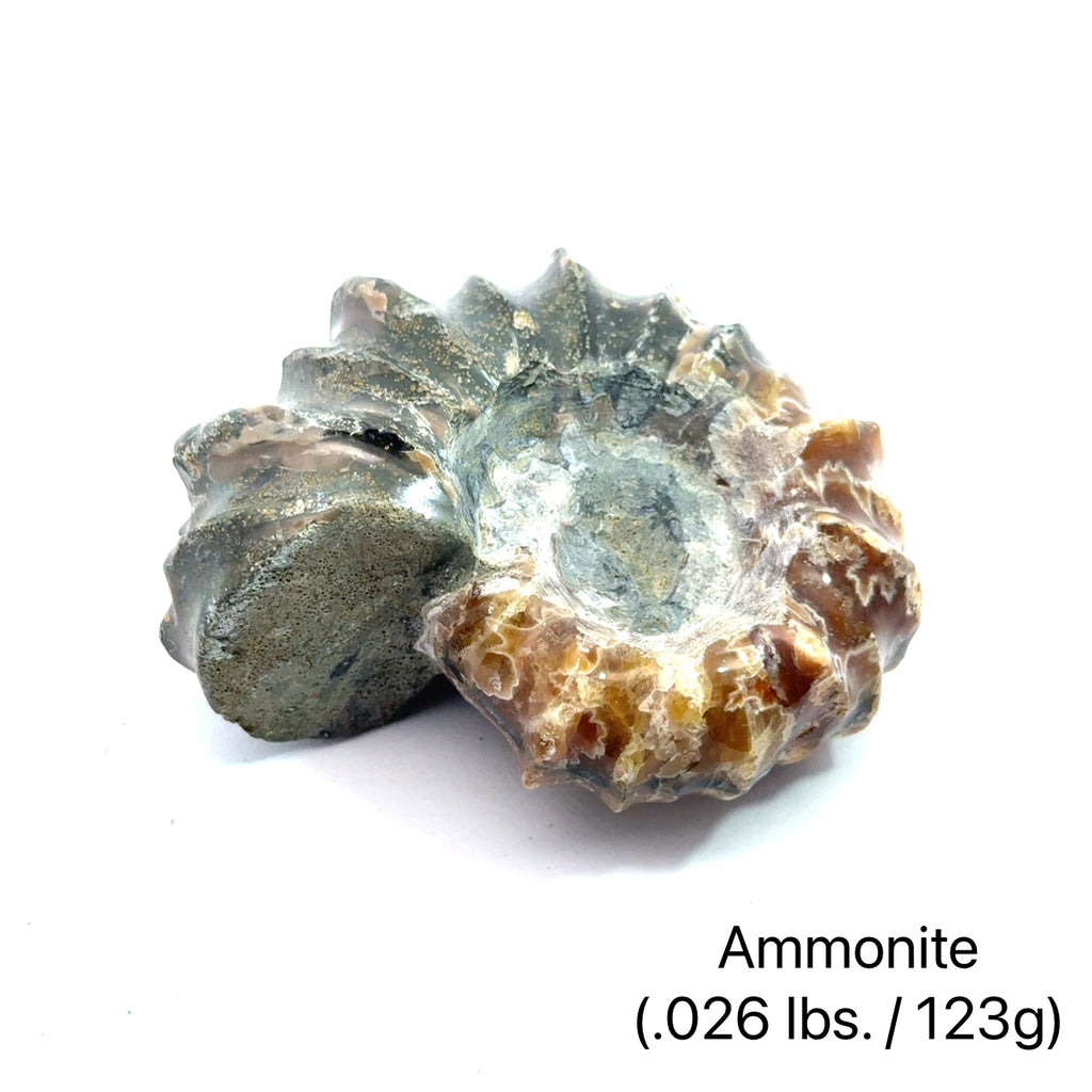 Ammonite Gemstone Tractor  .026 lbs./123g on white center overview