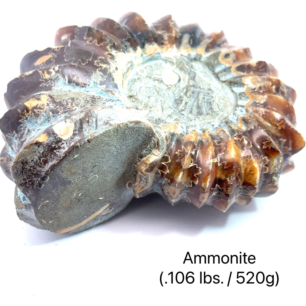 Ammonite Gemstone Tractor .106 lbs./520g on white center overview
