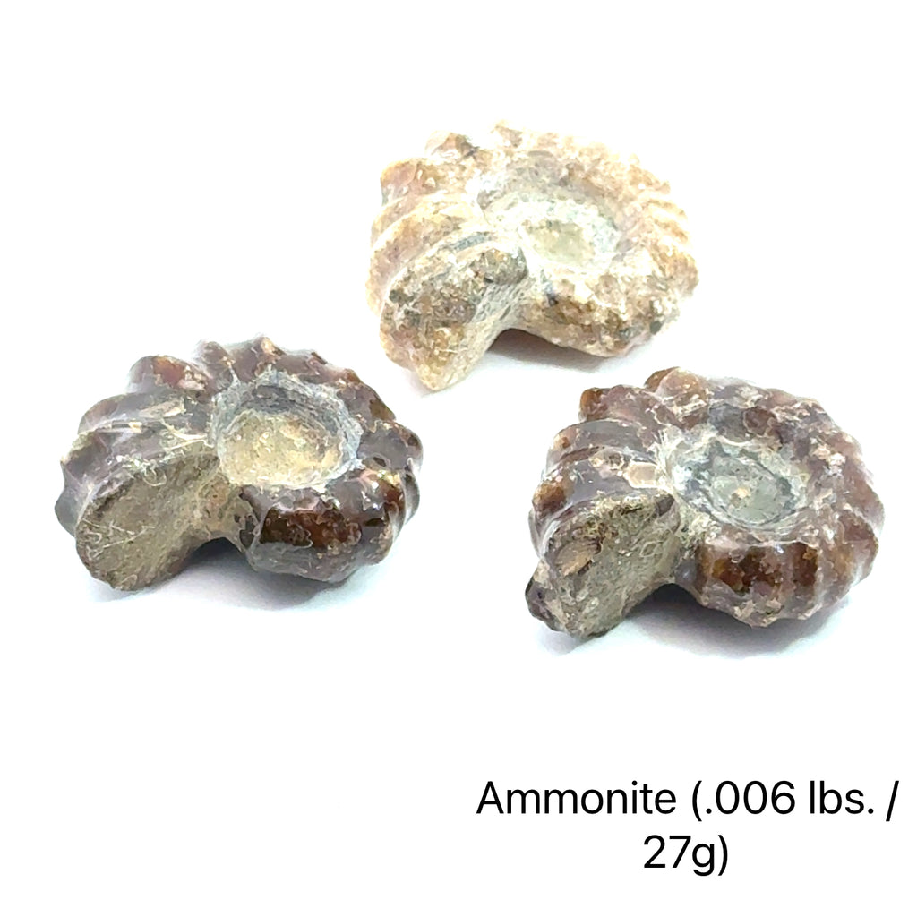 Ammonite Gemstone Tractor  grouping .006 lbs./27g on white center overview