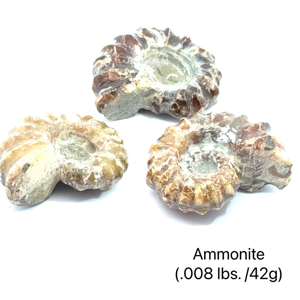 Ammonite Gemstone Tractor  grouping .008 lbs./42g on white center overview