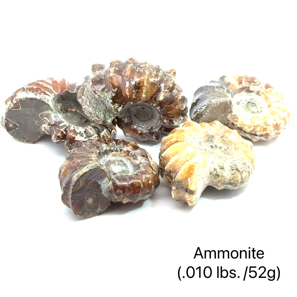 Ammonite Gemstone Tractor  grouping .010lbs./52g on white center overview