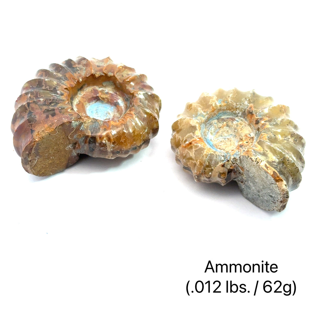 Ammonite Gemstone Tractor  grouping .012 lbs./62g on white center overview