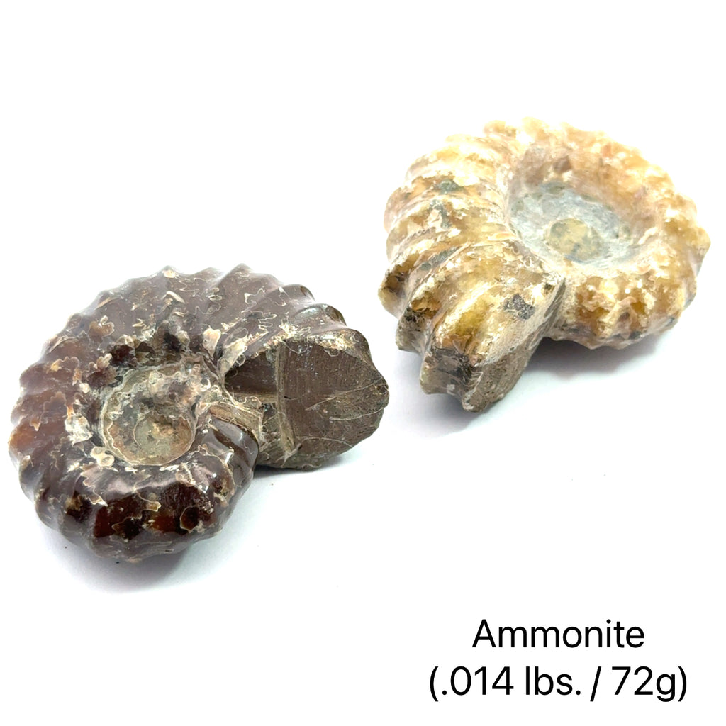 Ammonite Gemstone Tractor  grouping .014 lbs./72g on white center overview