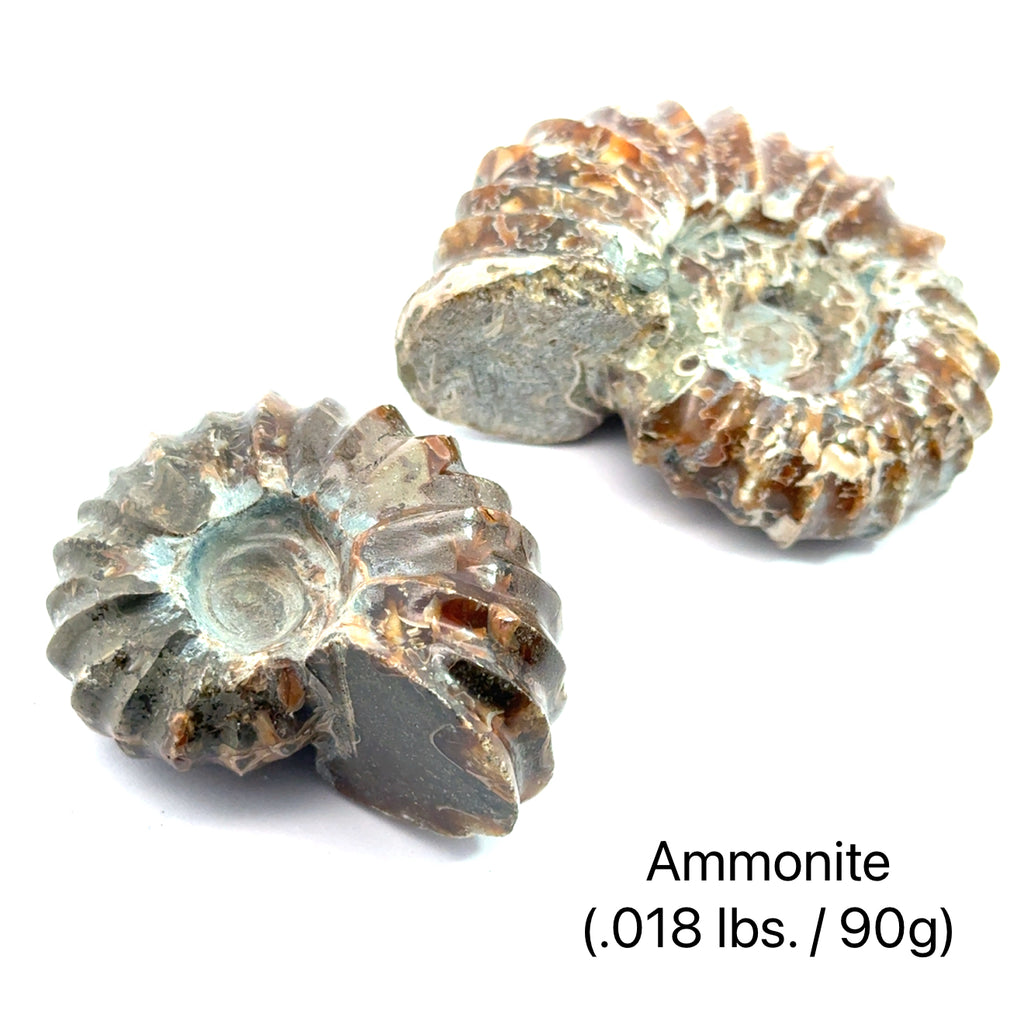Ammonite Gemstone Tractor  grouping .018 lbs./90g on white center overview