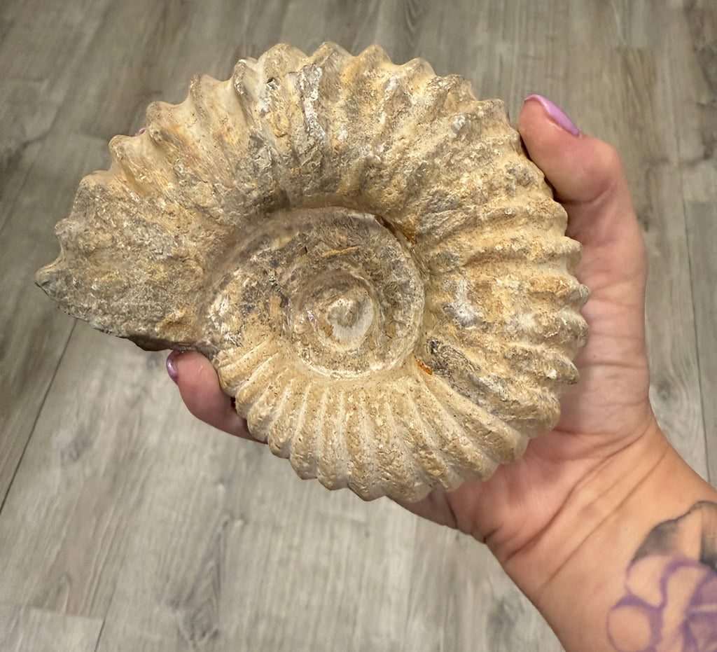 Ammonite for Ammonite bucket in hand on grey view