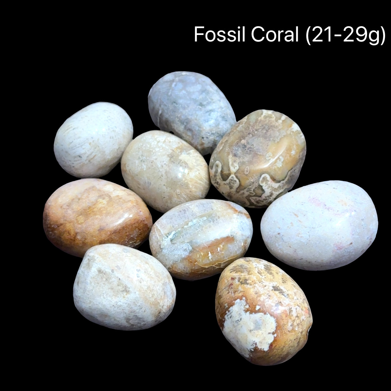 Fossil coral stones on a black background with the weight range indicated (21-29g), front view.