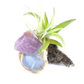 air plants gemstone