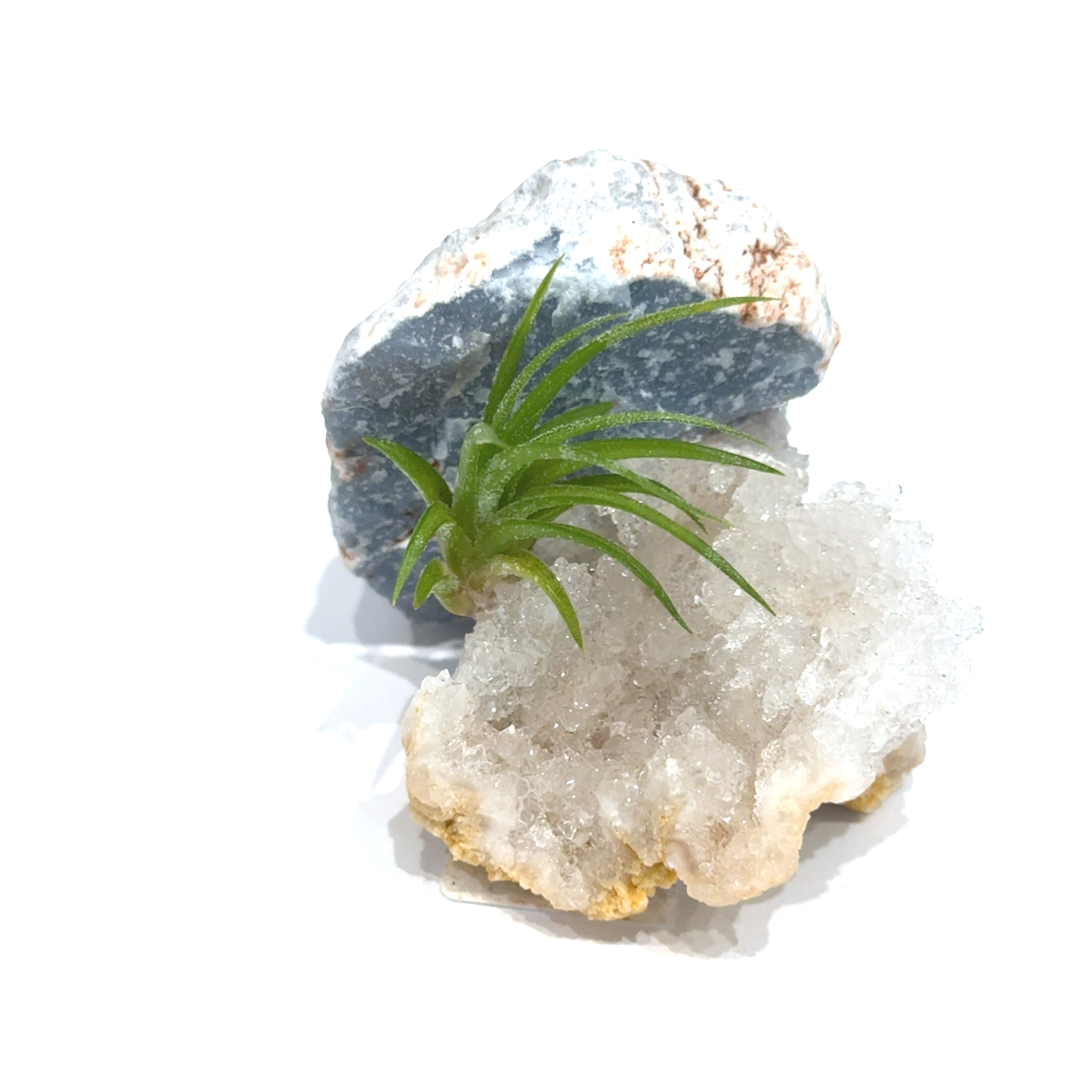 Air Plant & Gemstone Collections — Ethically Sourced | Hand-Selected by Stacy| Reiki, Sound & Moon Energy Infused