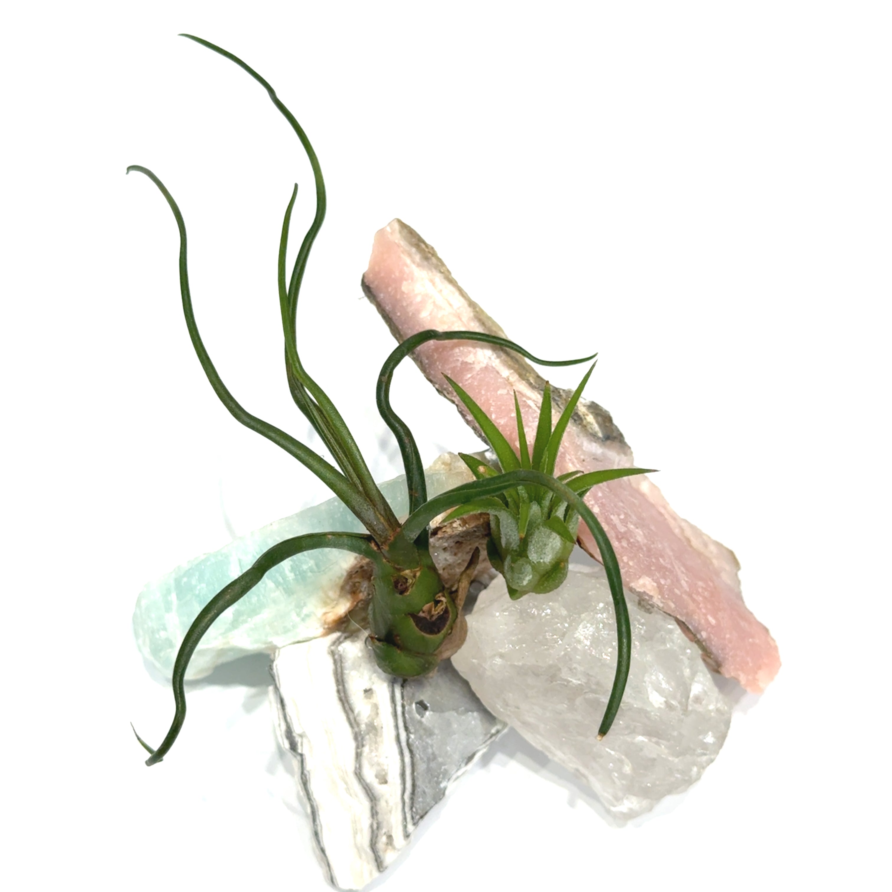 Air Plant & Gemstone Collections — Ethically Sourced | Hand-Selected by Stacy| Reiki, Sound & Moon Energy Infused