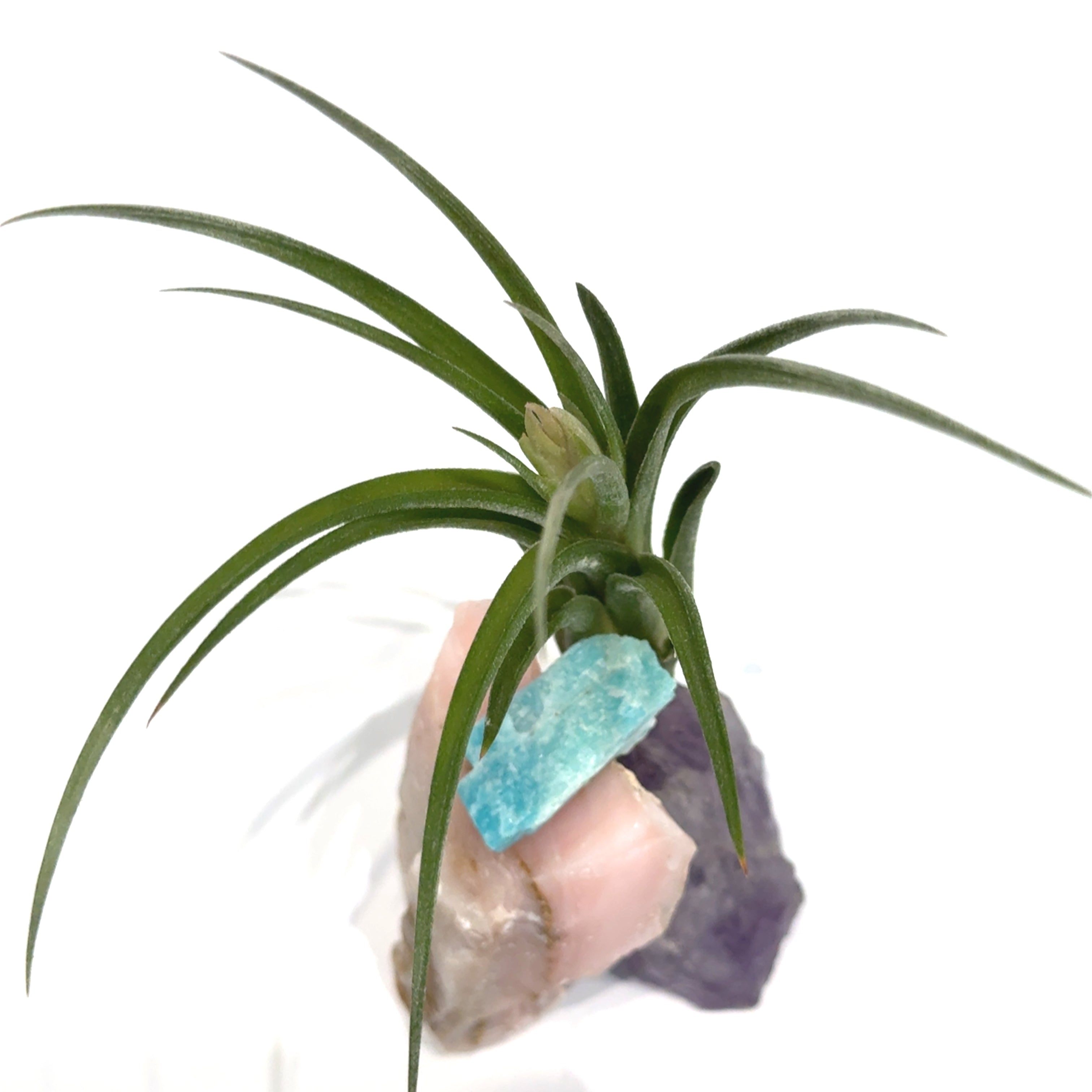 Air Plant & Gemstone Collections — Ethically Sourced | Hand-Selected by Stacy| Reiki, Sound & Moon Energy Infused