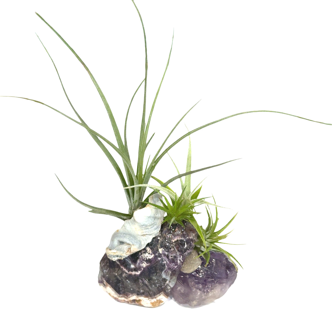 Air Plant & Gemstone Collections — Ethically Sourced | Hand-Selected by Stacy| Reiki, Sound & Moon Energy Infused