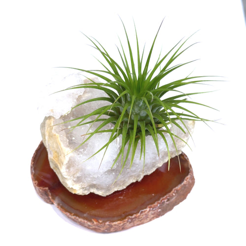 Air Plant & Gemstone Collections — Ethically Sourced | Hand-Selected by Stacy| Reiki, Sound & Moon Energy Infused