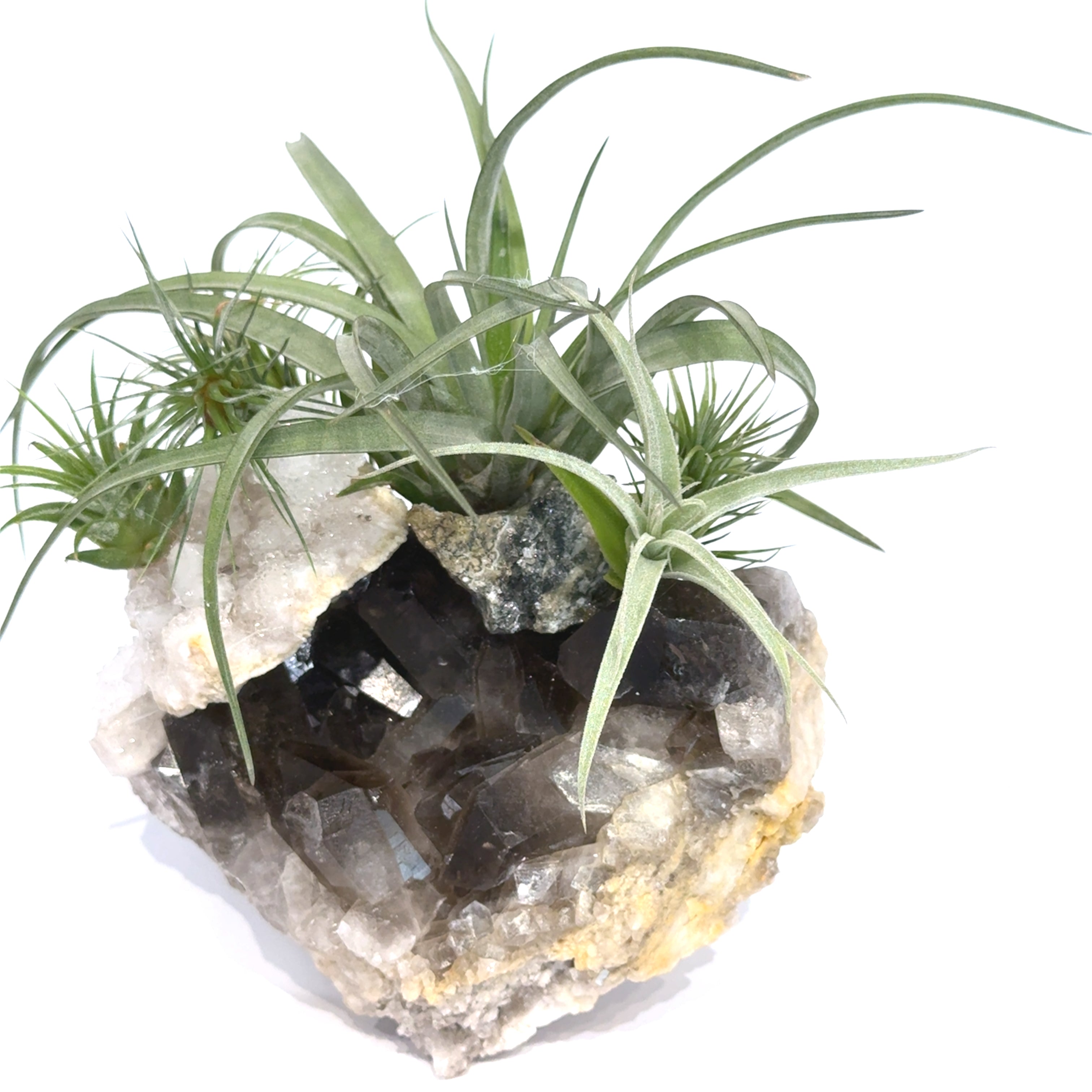 Air Plant & Gemstone Collections — Ethically Sourced | Hand-Selected by Stacy| Reiki, Sound & Moon Energy Infused