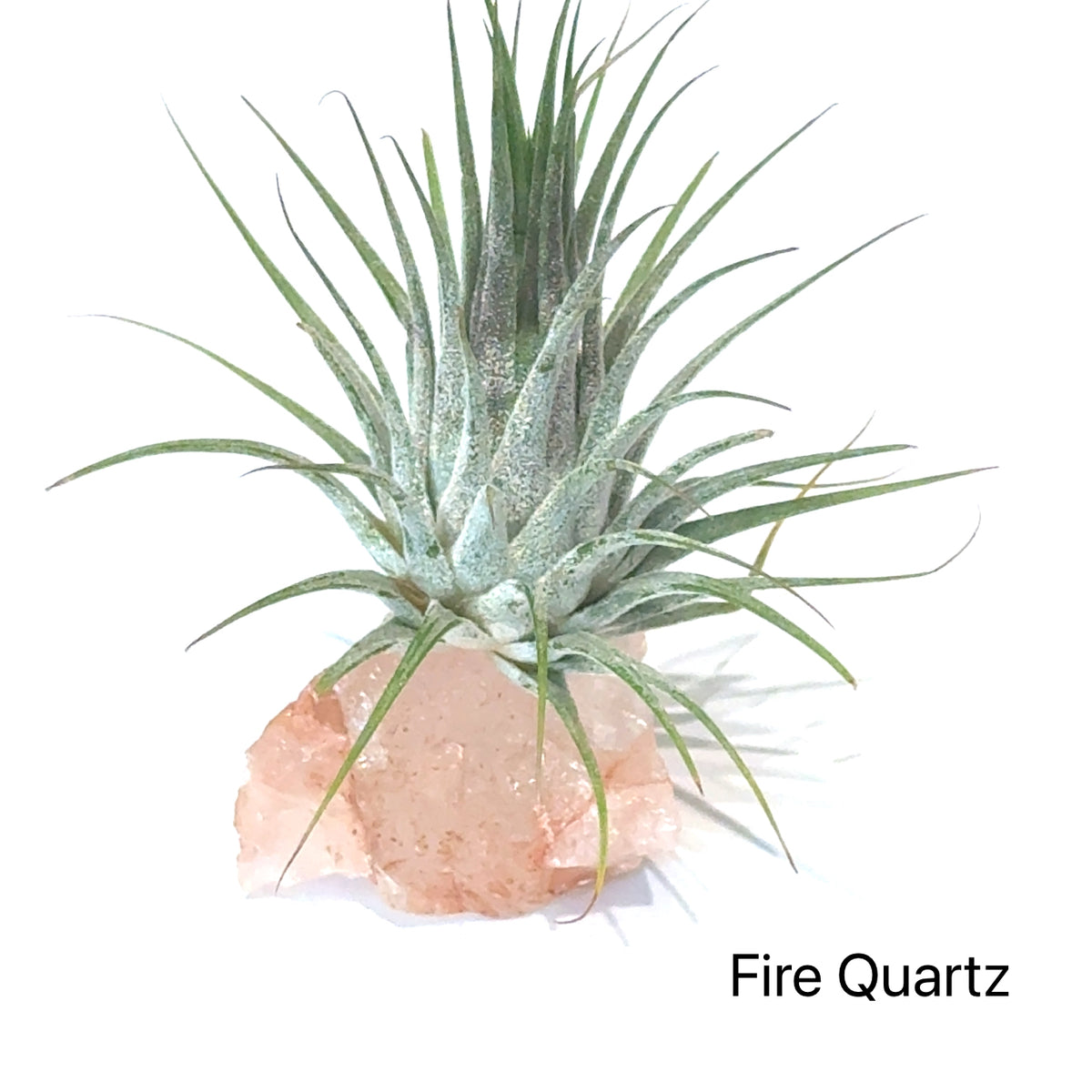 Air Plant and Gemstone Collections — Ethically Sourced, Hand-Selected by Stacy, Reiki, Sound and Moon Energy Infused