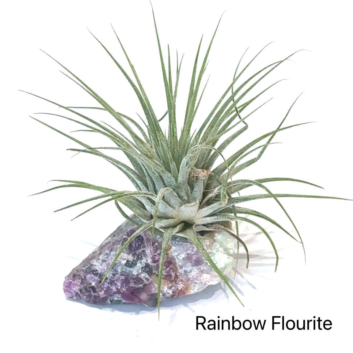 Air Plant and Gemstone Collections — Ethically Sourced, Hand-Selected by Stacy, Reiki, Sound and Moon Energy Infused