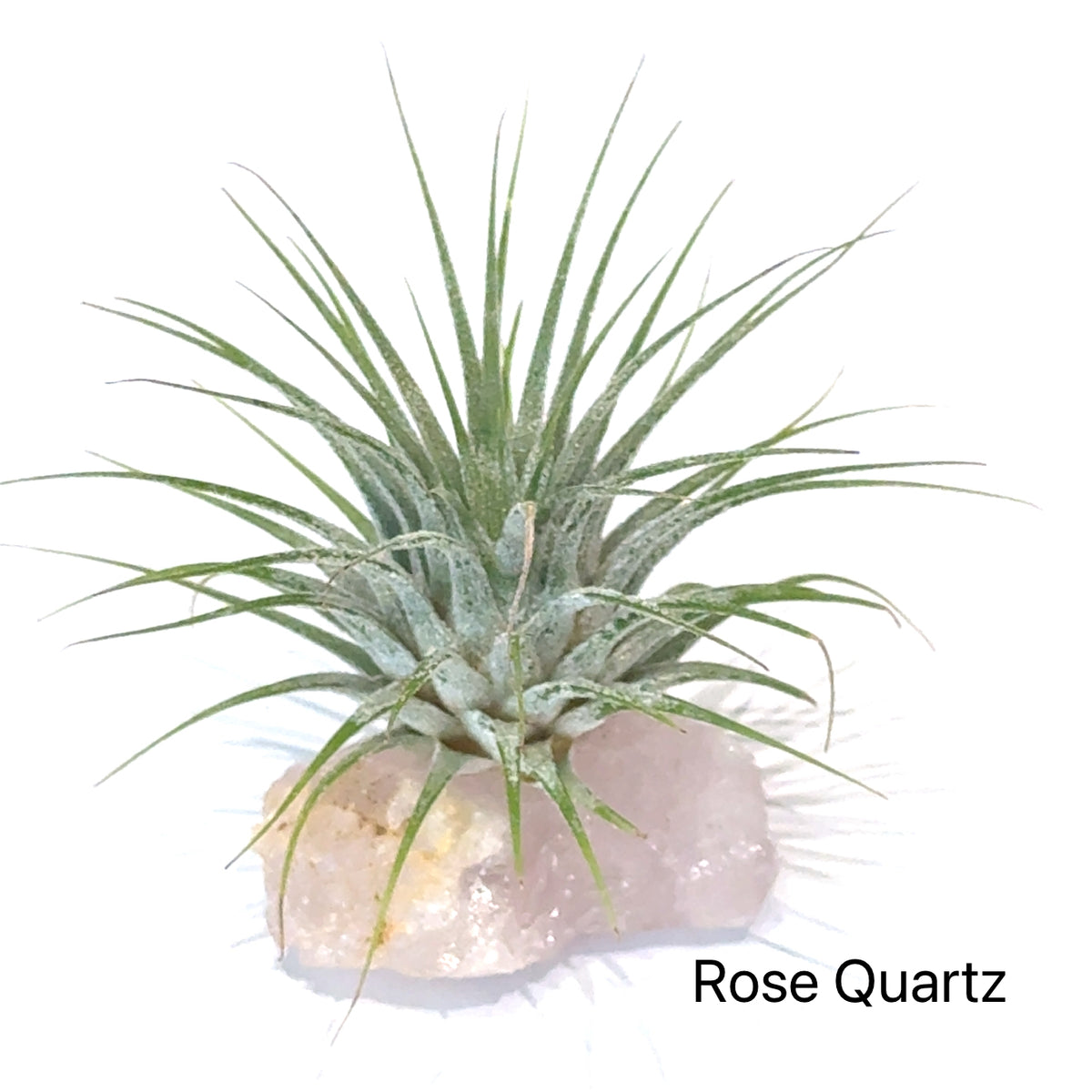 Air Plant and Gemstone Collections — Ethically Sourced, Hand-Selected by Stacy, Reiki, Sound and Moon Energy Infused
