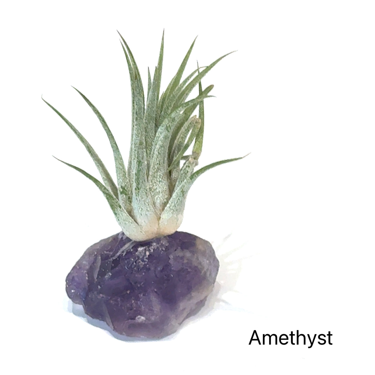 Air Plant and Gemstone Collections — Ethically Sourced, Hand-Selected by Stacy, Reiki, Sound and Moon Energy Infused