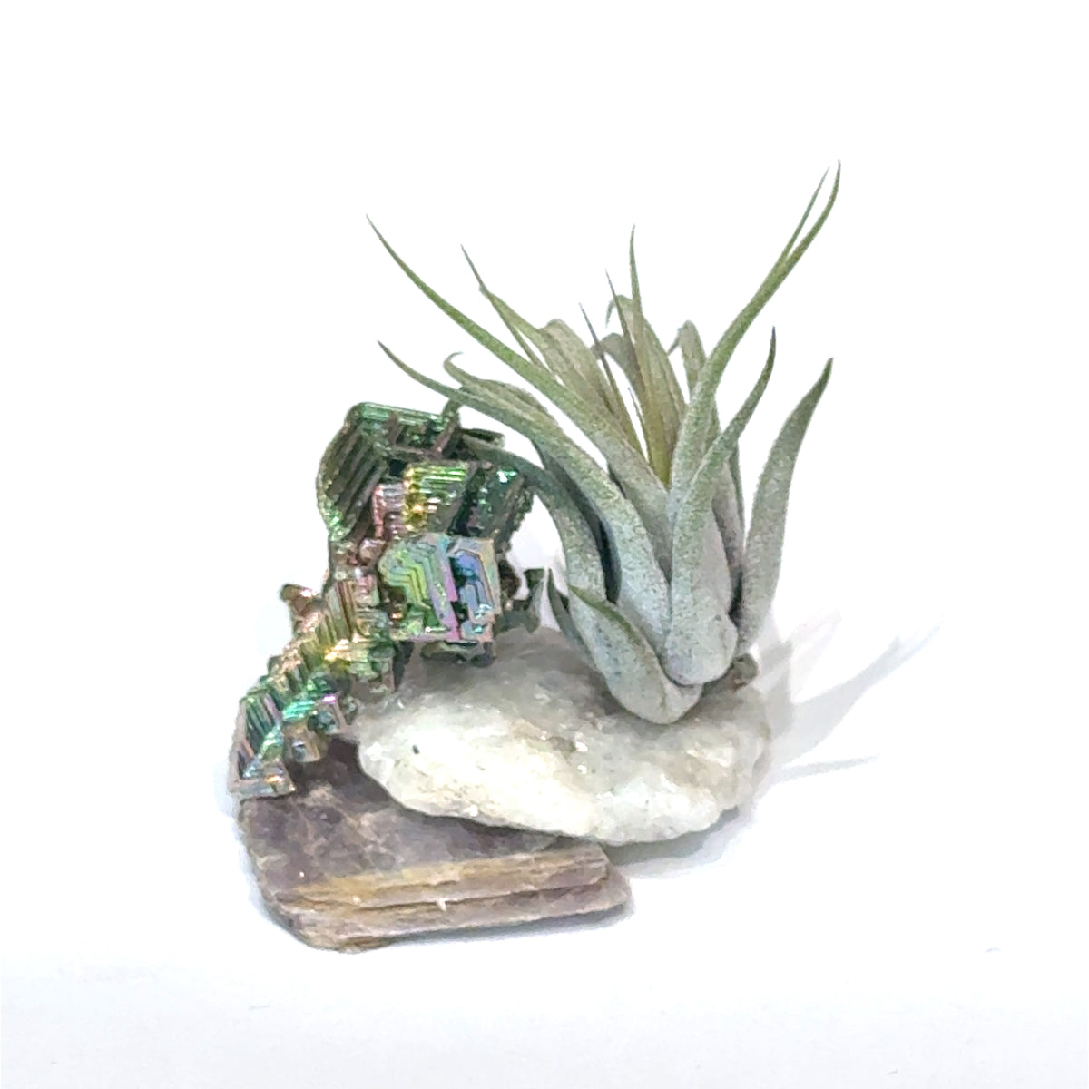 Air Plant and Gemstone Collections — Ethically Sourced, Hand-Selected by Stacy, Reiki, Sound and Moon Energy Infused
