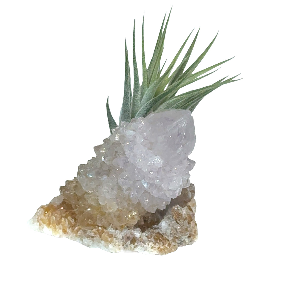 Air Plant and Gemstone Collections — Ethically Sourced, Hand-Selected by Stacy, Reiki, Sound and Moon Energy Infused