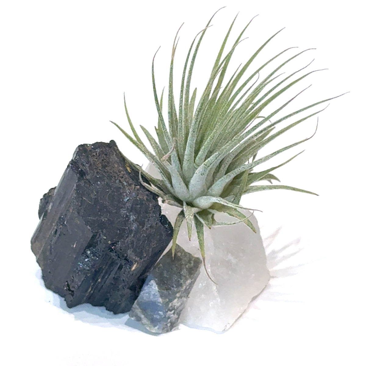 Air Plant and Gemstone Collections — Ethically Sourced, Hand-Selected by Stacy, Reiki, Sound and Moon Energy Infused