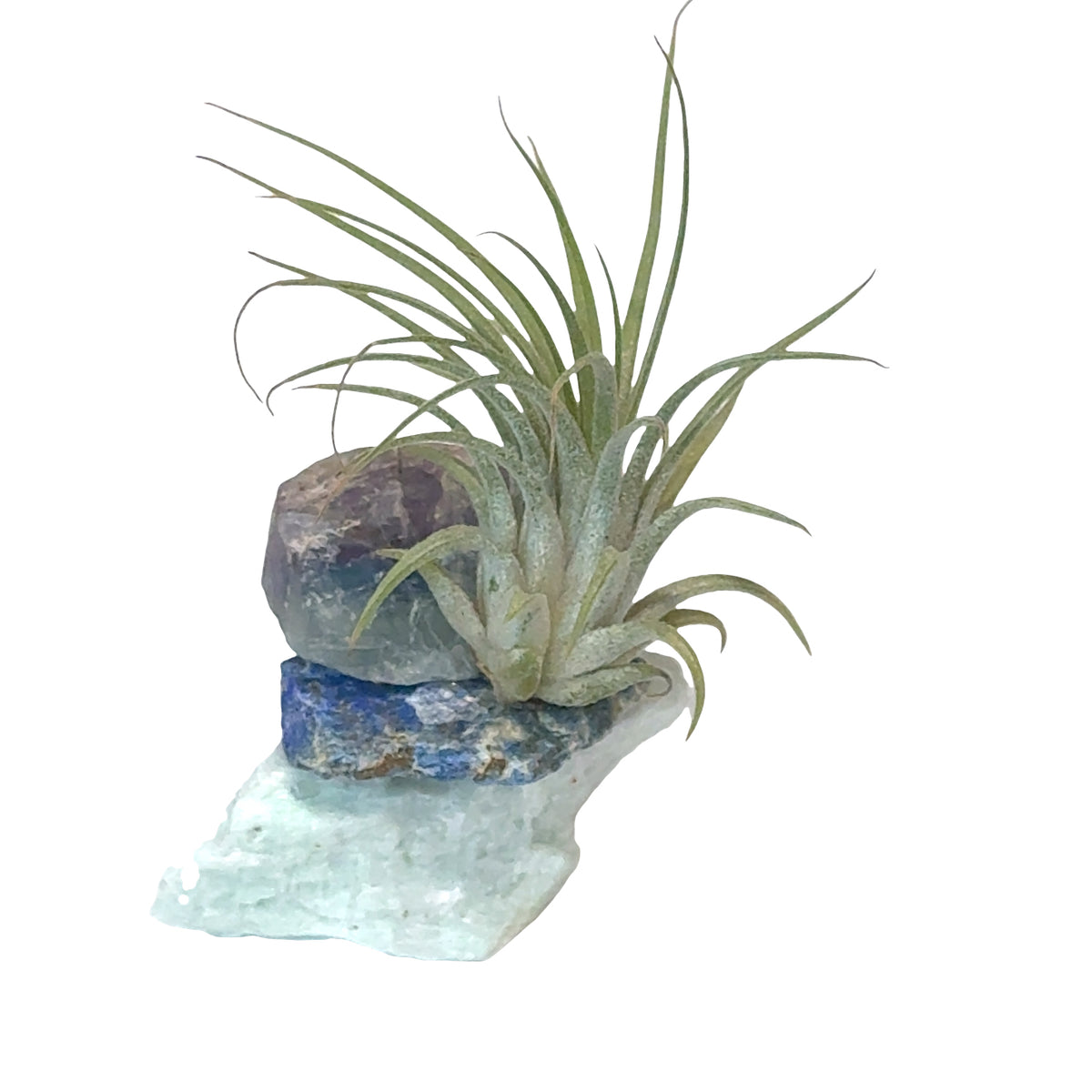 Air Plant and Gemstone Collections — Ethically Sourced, Hand-Selected by Stacy, Reiki, Sound and Moon Energy Infused