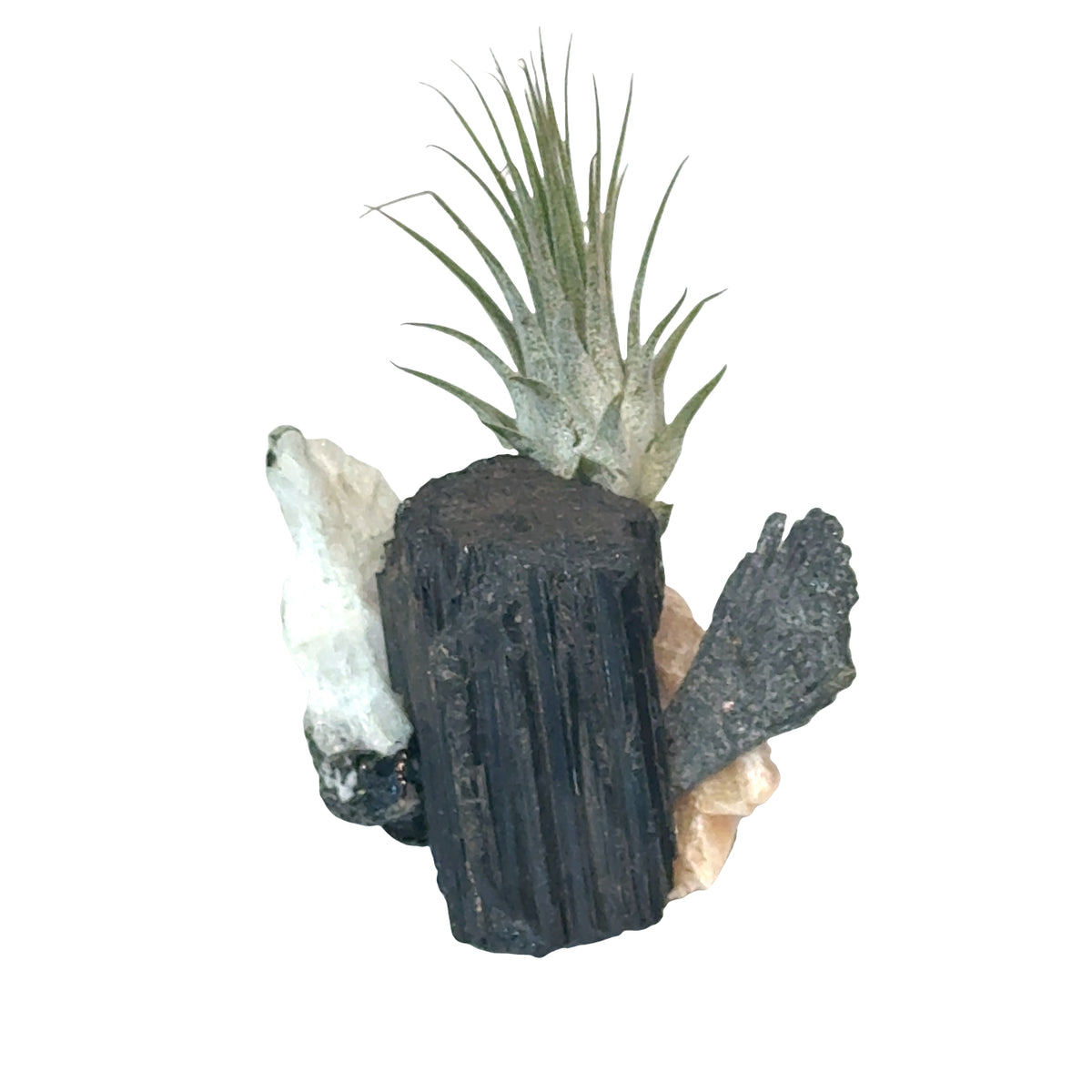 Air Plant and Gemstone Collections — Ethically Sourced, Hand-Selected by Stacy, Reiki, Sound and Moon Energy Infused