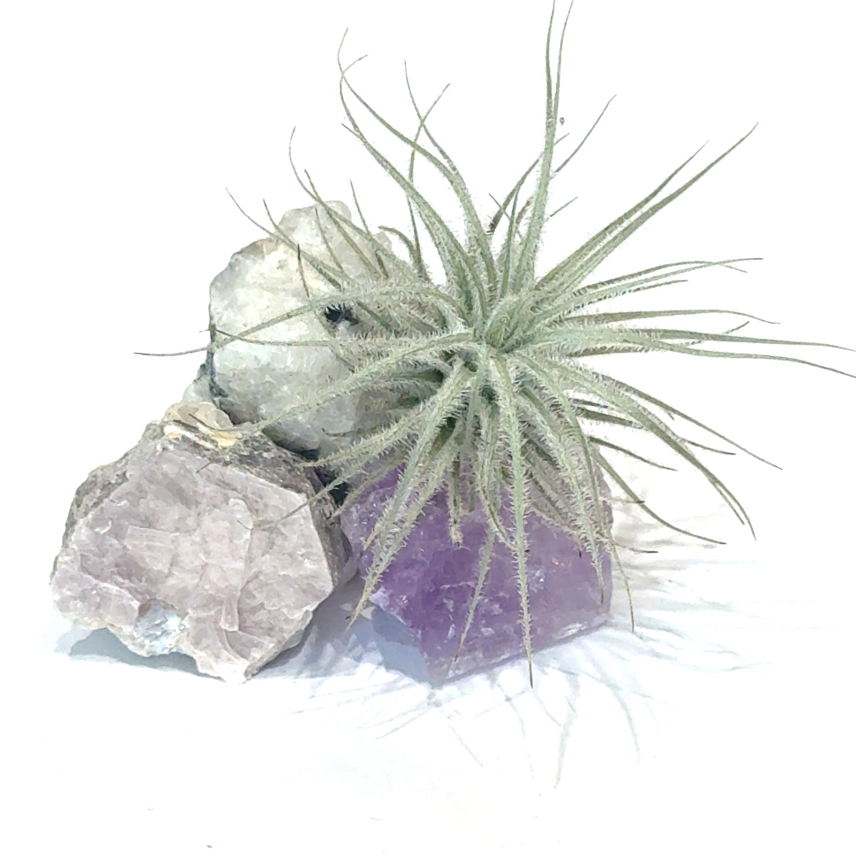 Air Plant and Gemstone Collections — Ethically Sourced, Hand-Selected by Stacy, Reiki, Sound and Moon Energy Infused