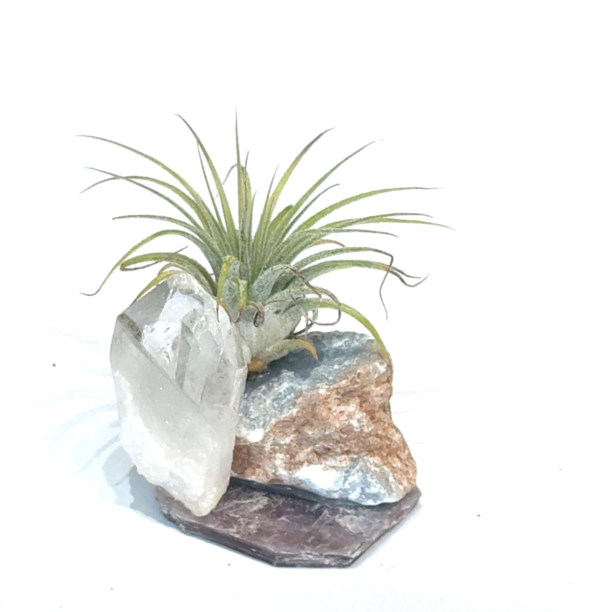 Air Plant and Gemstone Collections — Ethically Sourced, Hand-Selected by Stacy, Reiki, Sound and Moon Energy Infused