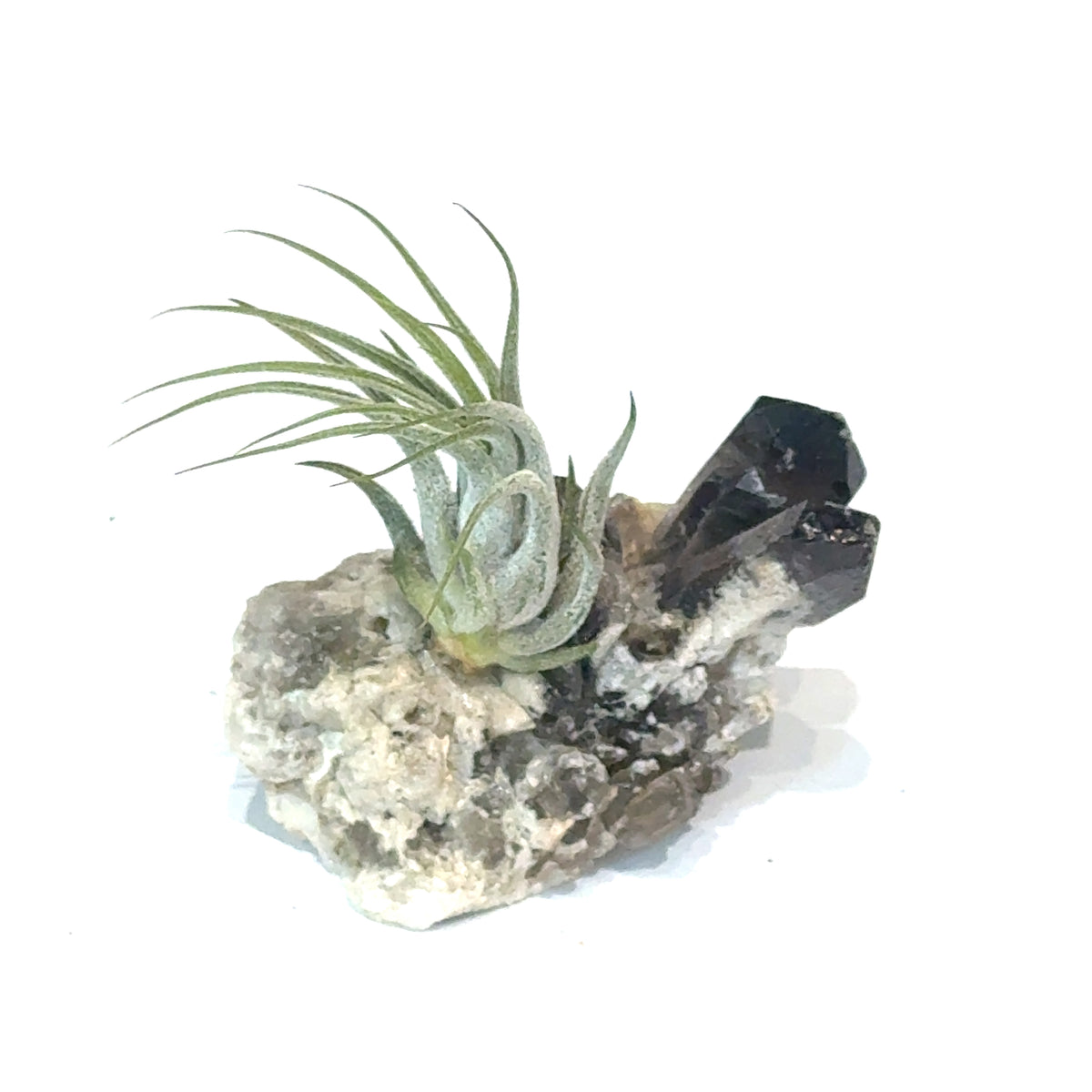 Air Plant and Gemstone Collections — Ethically Sourced, Hand-Selected by Stacy, Reiki, Sound and Moon Energy Infused