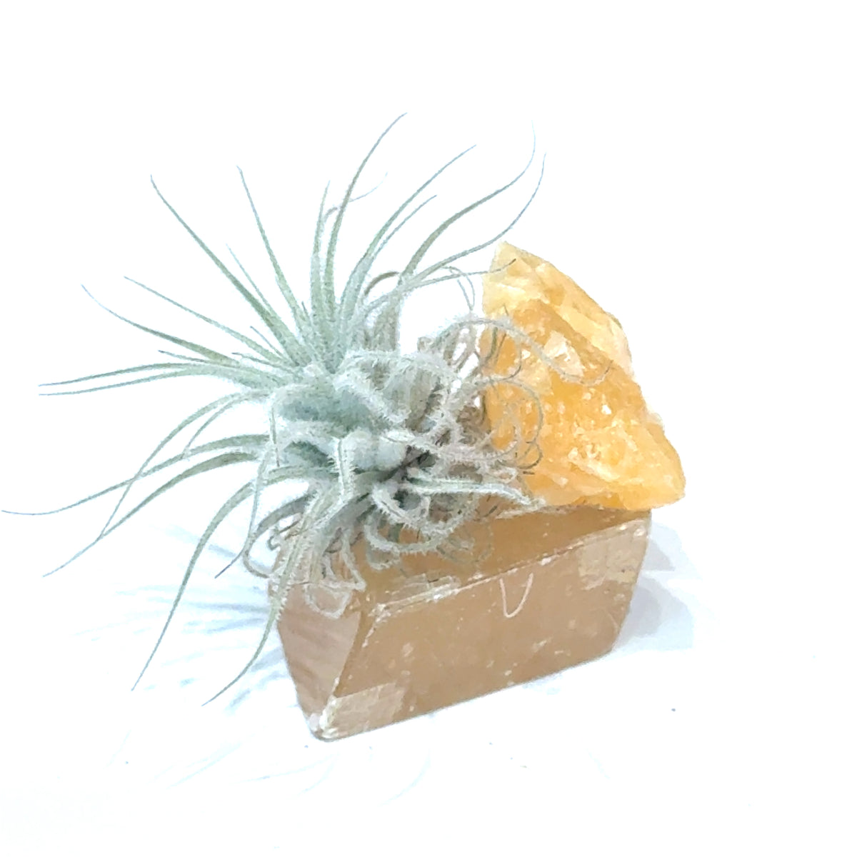 Air Plant and Gemstone Collections — Ethically Sourced, Hand-Selected by Stacy, Reiki, Sound and Moon Energy Infused