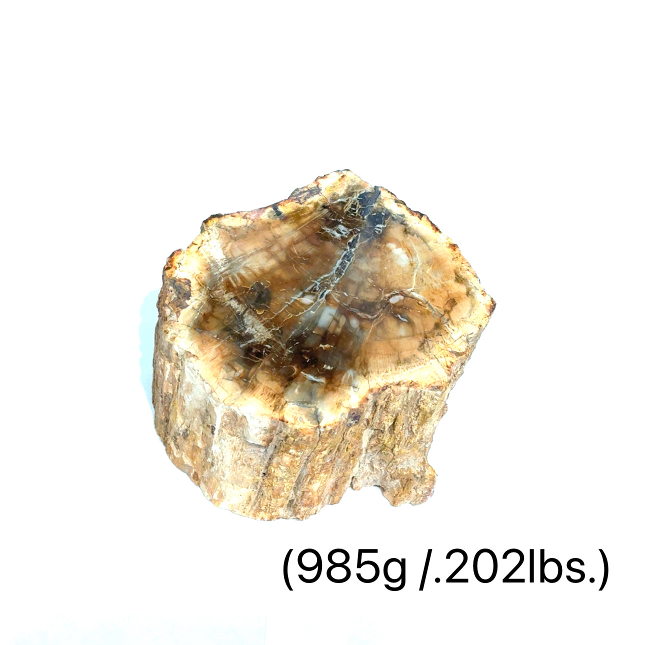 Petrified Wood Raw Gemstone, collectors pieces