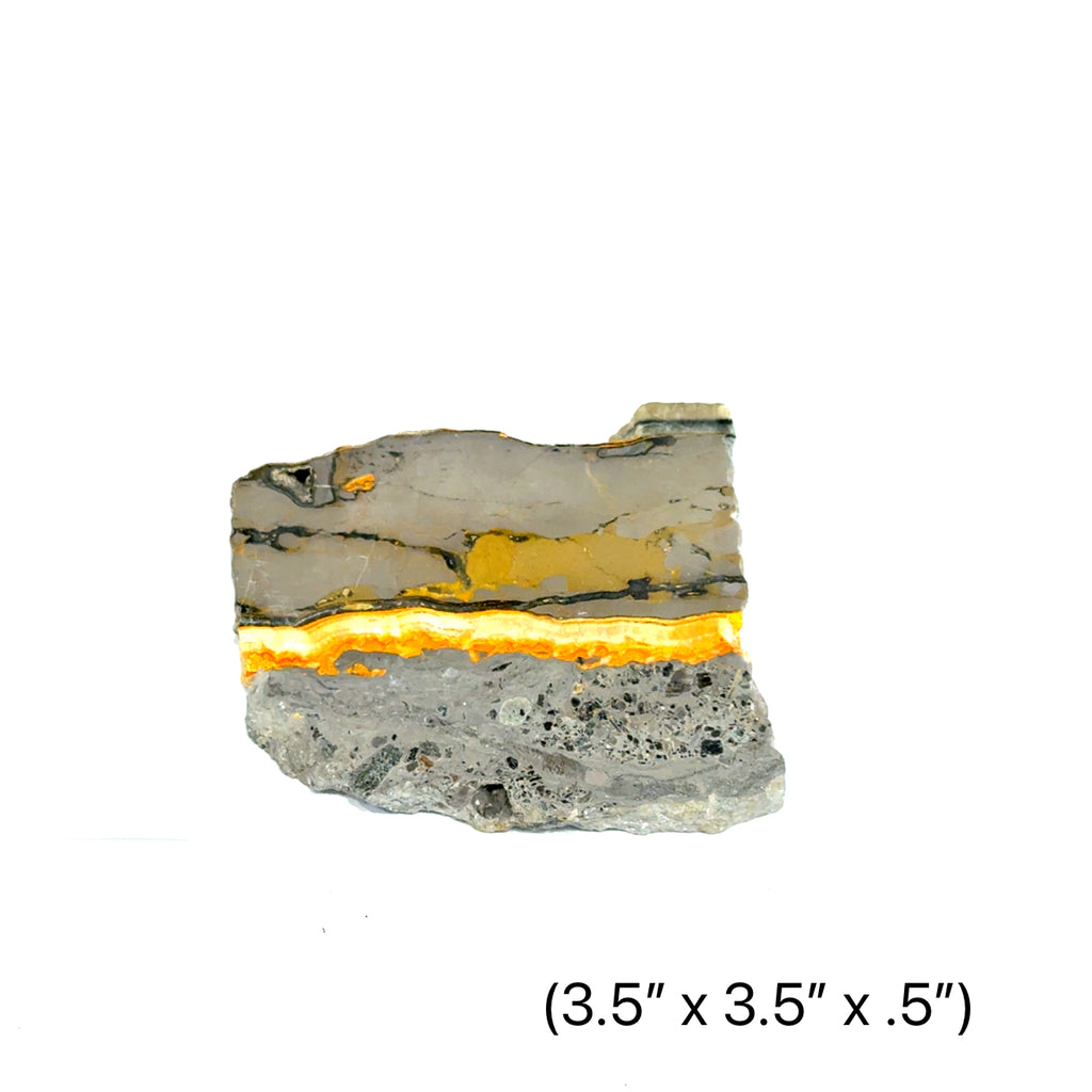one  Vibrant yellow and grey banding of natural Bumble Bee Jasper slab (3.5''x3.5''x.5'') on a white background front view.
