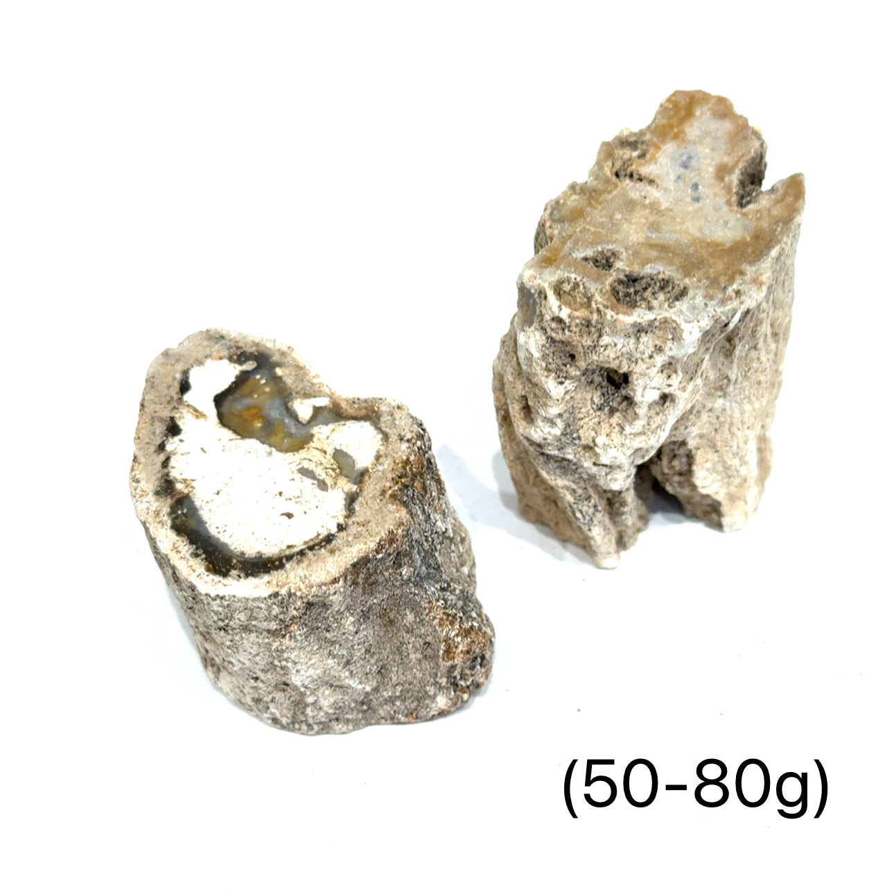 Petrified Wood Raw Gemstone, collectors pieces