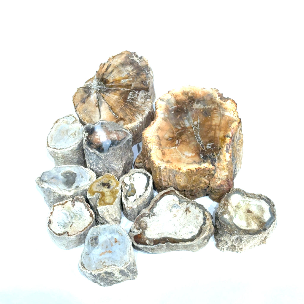 Petrified Wood Raw Gemstone, collectors pieces