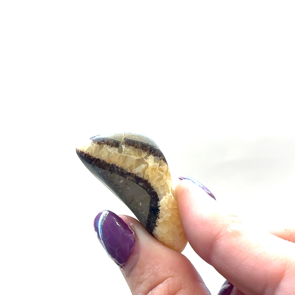 Unique tumbled Septarian stone for spiritual awakening and transformation on white in fingers for close up view