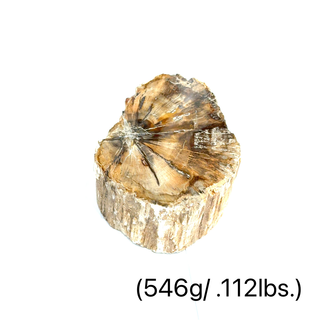 Petrified Wood Raw Gemstone, collectors pieces