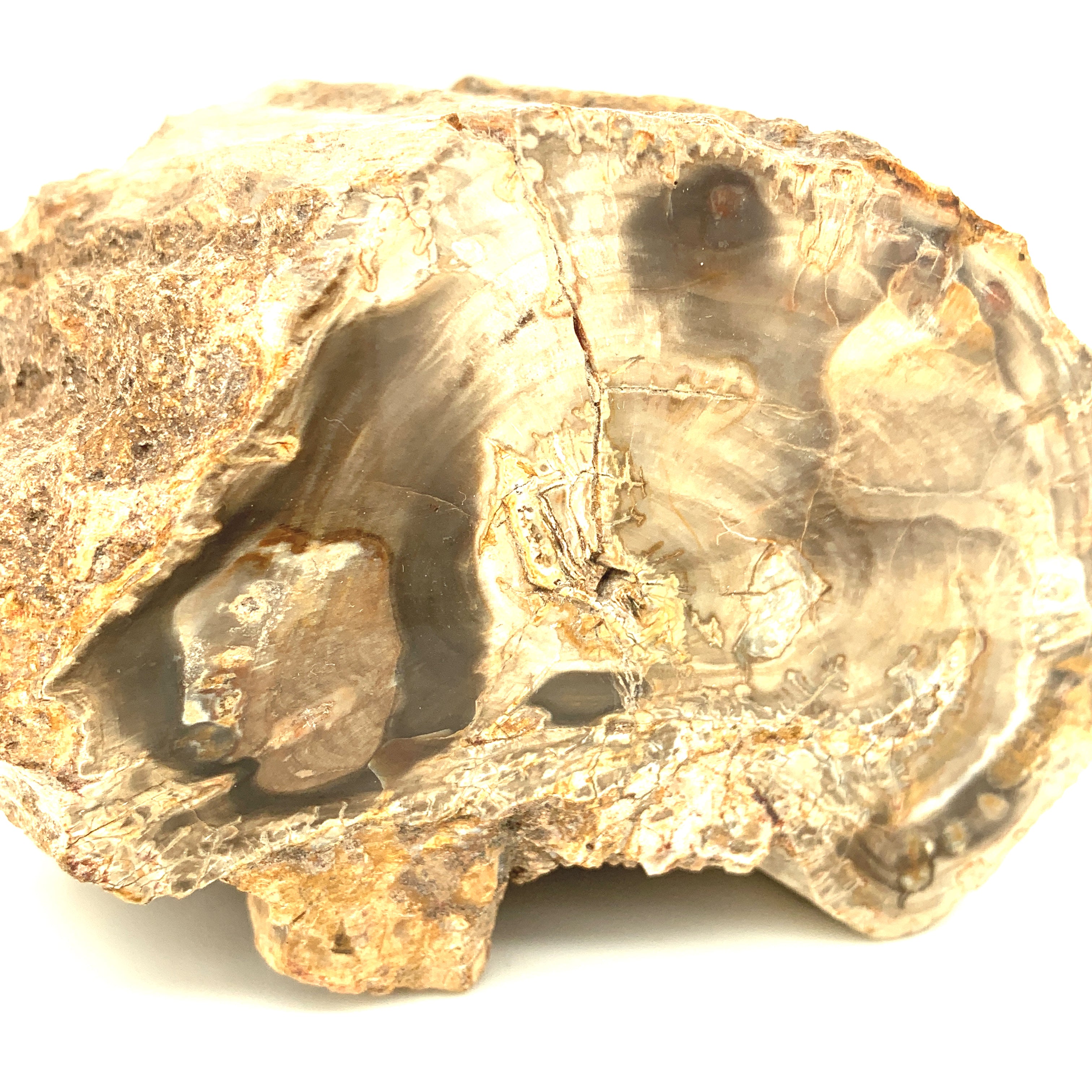 Petrified Wood Raw Gemstone, collectors pieces
