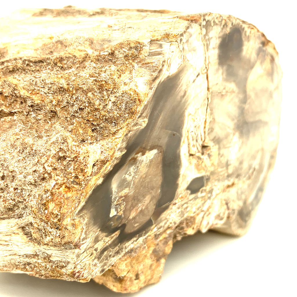 Petrified Wood Raw Gemstone, collectors pieces