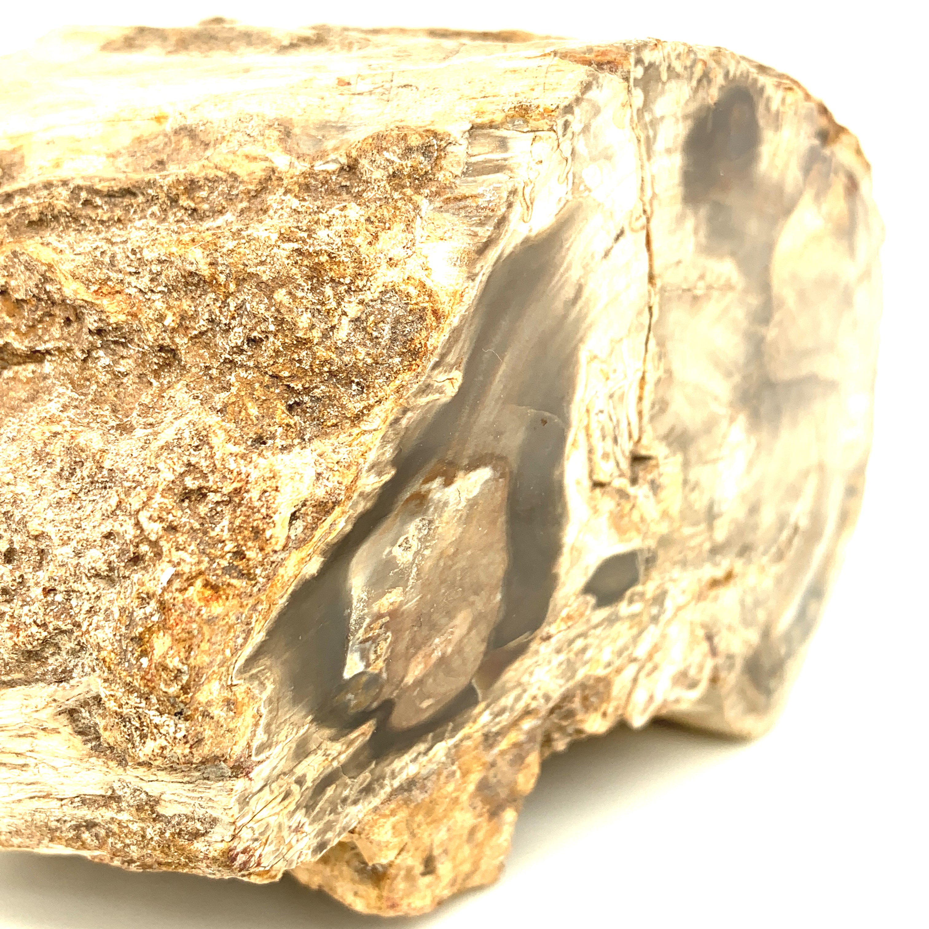 Petrified Wood Raw Gemstone, collectors pieces