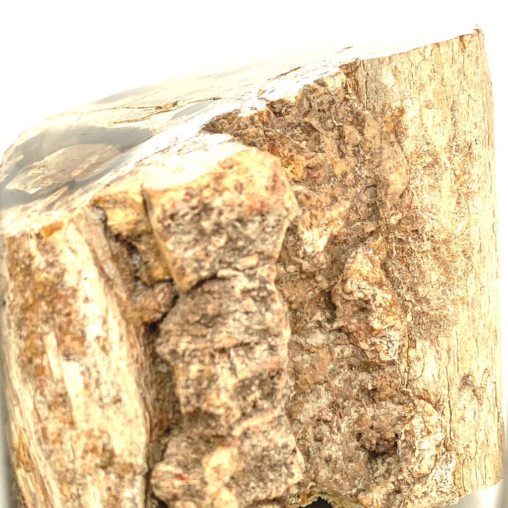Petrified Wood Raw Gemstone, collectors pieces