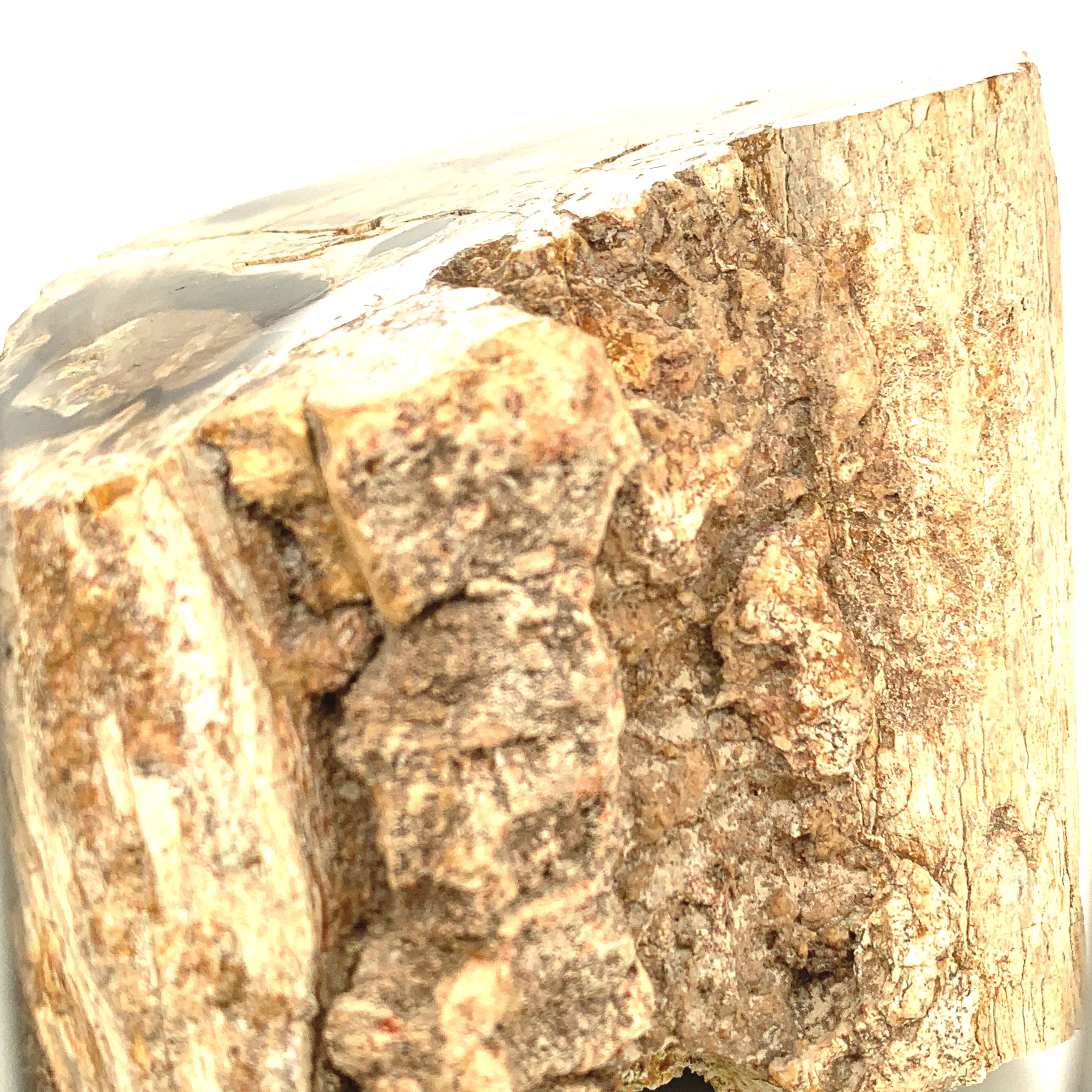 Petrified Wood Raw Gemstone, collectors pieces