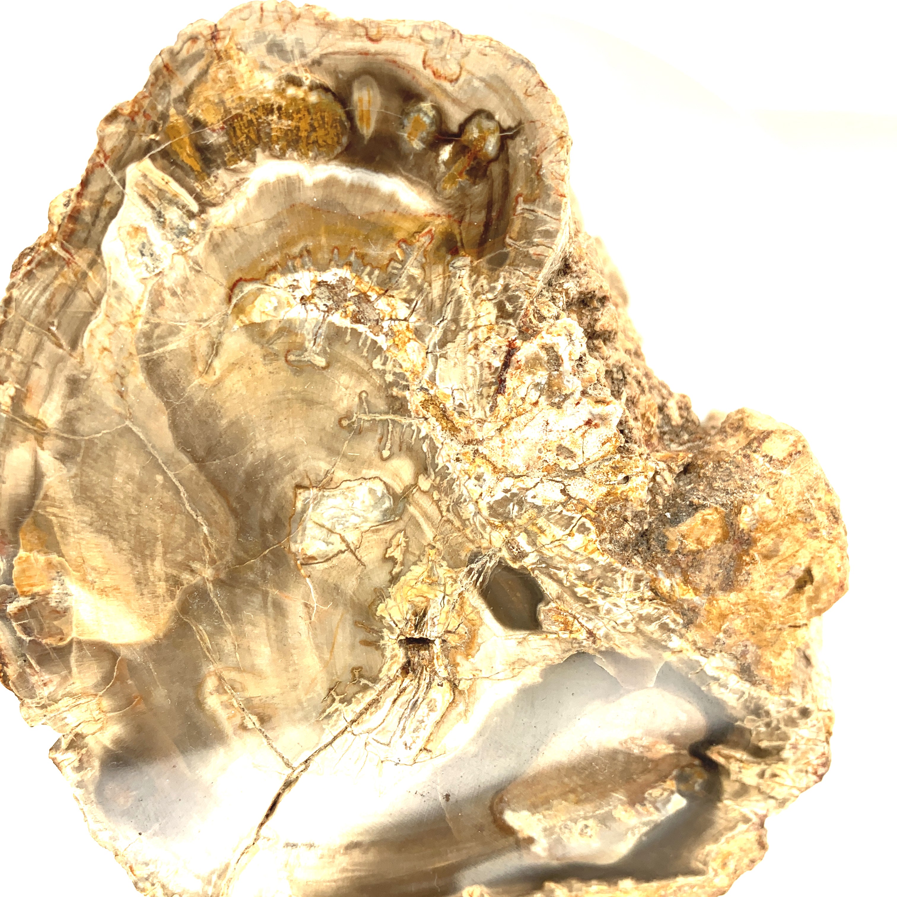 Petrified Wood Raw Gemstone, collectors pieces