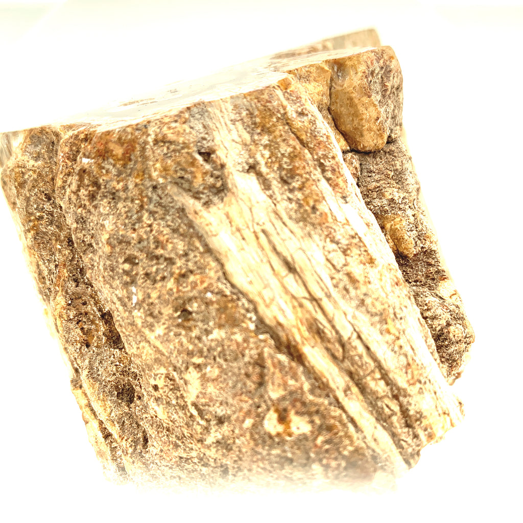 Petrified Wood Raw Gemstone, collectors pieces