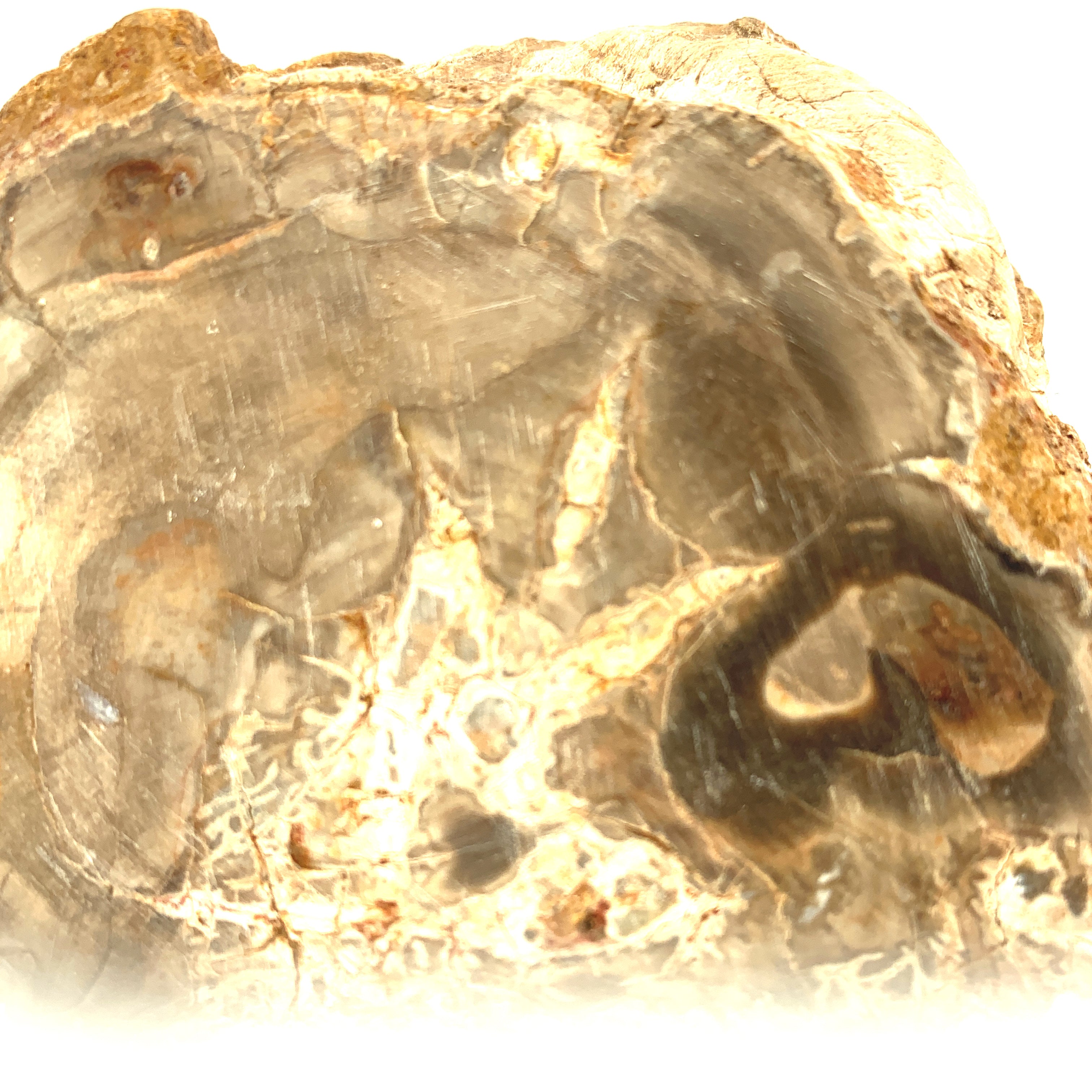 Petrified Wood Raw Gemstone, collectors pieces