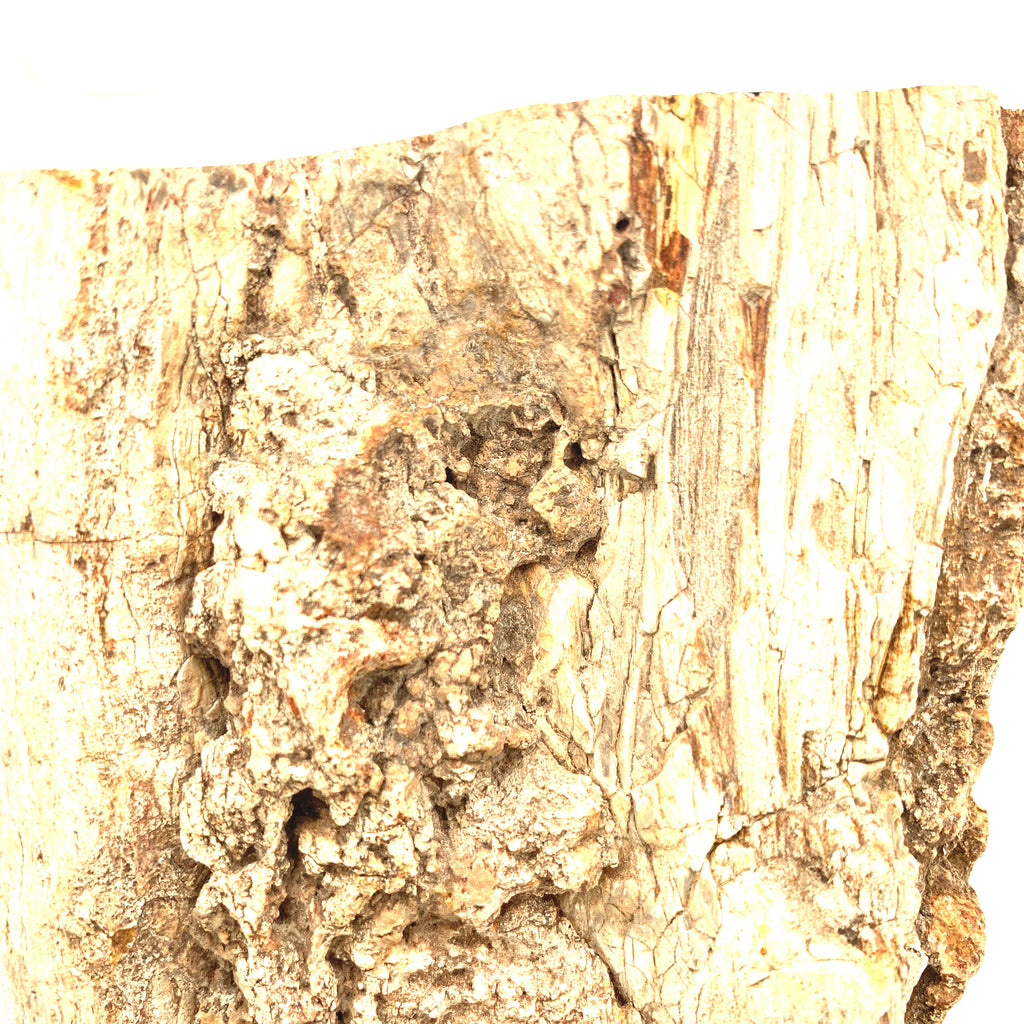 Petrified Wood Raw Gemstone, collectors pieces