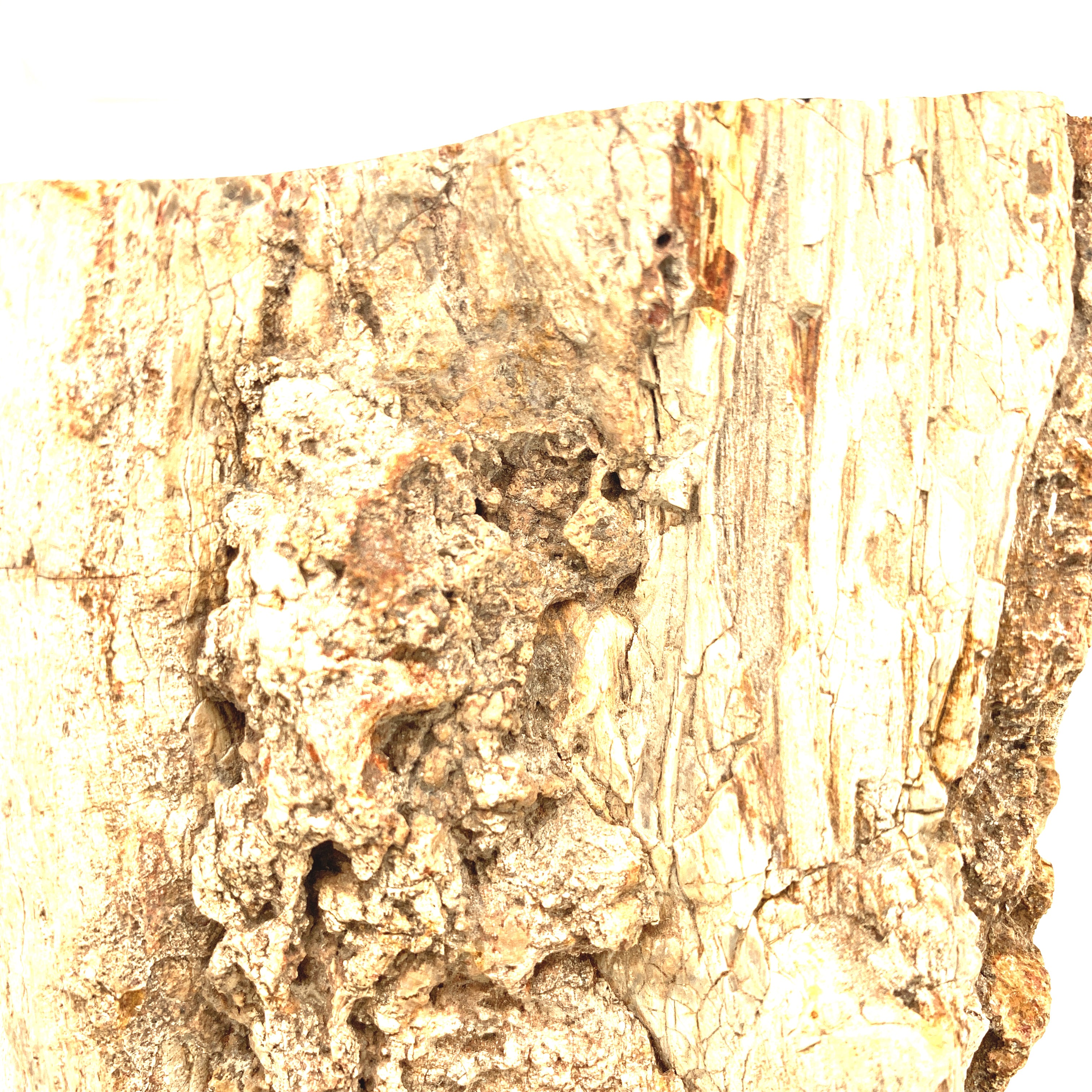 Petrified Wood Raw Gemstone, collectors pieces